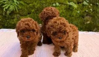 μίνι κανίς / poodle-toi-thumb-1