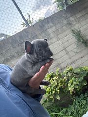 ΓΑΛΛΙΚΟ ΜΠΟΥΛΝΤΟΓΚ ΜΠΛΕ-FRENCH BULLDOG BLUE-thumb-1