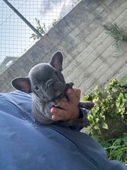ΓΑΛΛΙΚΟ ΜΠΟΥΛΝΤΟΓΚ ΜΠΛΕ-FRENCH BULLDOG BLUE-thumb-2