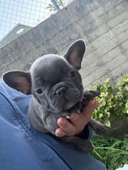 ΓΑΛΛΙΚΟ ΜΠΟΥΛΝΤΟΓΚ ΜΠΛΕ-FRENCH BULLDOG BLUE-thumb-3