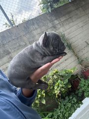 ΓΑΛΛΙΚΟ ΜΠΟΥΛΝΤΟΓΚ ΜΠΛΕ-FRENCH BULLDOG BLUE-thumb-4
