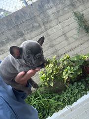 ΓΑΛΛΙΚΟ ΜΠΟΥΛΝΤΟΓΚ ΜΠΛΕ-FRENCH BULLDOG BLUE-thumb-5
