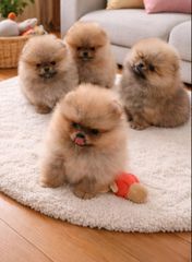 Πομερανιαν - Pomeranian