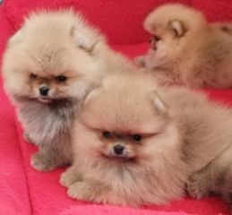 Πομερανιαν - Pomeranian