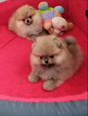 Πομερανιαν - Pomeranian-thumb-1