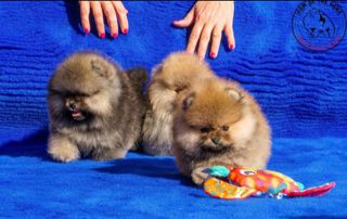 Πομερανιαν - Pomeranian-thumb-1