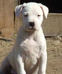 Dogo+Argentino