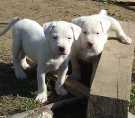 Dogo+Argentino-thumb-1