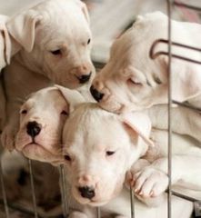 Dogo+Argentino-thumb-2