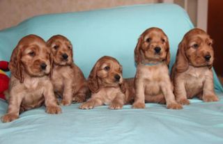 Κόκερ Σπάνιελ - Cocker Spaniel