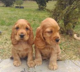 Κόκερ Σπάνιελ - Cocker Spaniel-thumb-1
