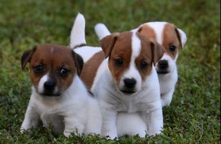 Τζακ Ράσελ - Jack Russell