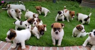 Τζακ Ράσελ - Jack Russell-thumb-1