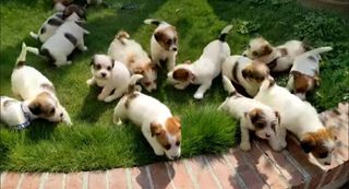 Τζακ Ράσελ - Jack Russell-thumb-2