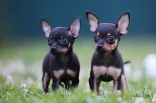 Πίντσερ - Pinscher