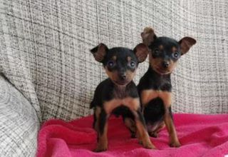 Πίντσερ - Pinscher-thumb-1
