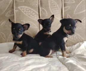 Πίντσερ - Pinscher