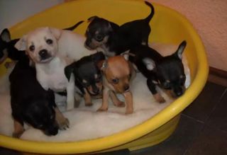 Πίντσερ - Pinscher-thumb-1