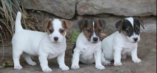 Τζακ Ράσελ - Jack Russell