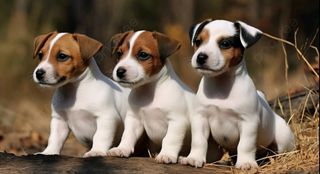 Τζακ Ράσελ - Jack Russell-thumb-1
