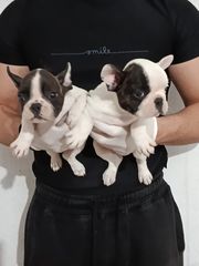 Γαλλικά μπουλντόγκ French bulldog