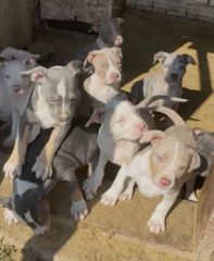 Pitbull red nose