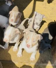 Pitbull red nose-thumb-1