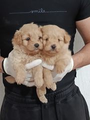 maltipou Maltese poodle-thumb-1