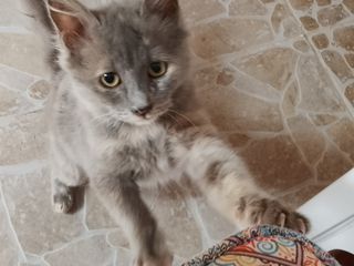 Χαρίζονται τα 2 αδελφάκια, μαζί ή χωριά! Είναι 5 μηνών περίπου.