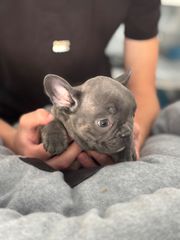 ΓΑΛΛΙΚΟ ΜΠΟΥΛΝΤΟΓΚ ΜΠΛΕ -FRENCH BULLDOG BLUE