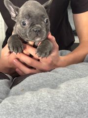 ΓΑΛΛΙΚΟ ΜΠΟΥΛΝΤΟΓΚ ΜΠΛΕ -FRENCH BULLDOG BLUE-thumb-1