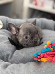 ΓΑΛΛΙΚΟ ΜΠΟΥΛΝΤΟΓΚ ΜΠΛΕ -FRENCH BULLDOG BLUE-thumb-2