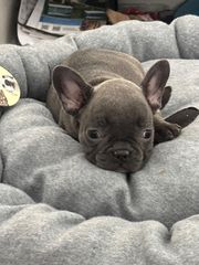 ΓΑΛΛΙΚΟ ΜΠΟΥΛΝΤΟΓΚ ΜΠΛΕ -FRENCH BULLDOG BLUE-thumb-3