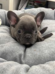 ΓΑΛΛΙΚΟ ΜΠΟΥΛΝΤΟΓΚ ΜΠΛΕ -FRENCH BULLDOG BLUE-thumb-4