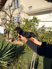 μίνι dachshund