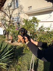 μίνι dachshund-thumb-1