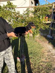 μίνι dachshund-thumb-2