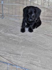 μακρύτριχο dachshund