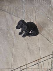 μακρύτριχο dachshund-thumb-1