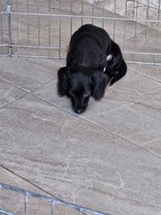 μακρύτριχο dachshund-thumb-2