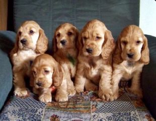 Κόκερ Σπάνιελ - Cocker Spaniel