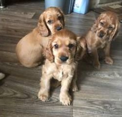 Κόκερ Σπάνιελ - Cocker Spaniel-thumb-1