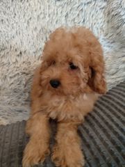 poodle-thumb-1