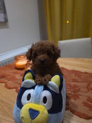 POODLE TEA CUP...-thumb-1