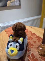 POODLE TEA CUP...-thumb-2