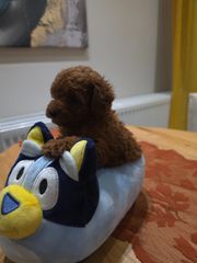 POODLE TEA CUP...-thumb-3