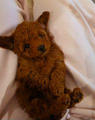 POODLE TEA CUP...-thumb-4