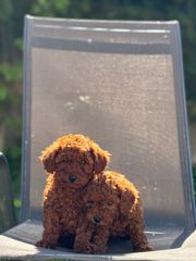 POODLE MINI ΣΚΟΥΡΟ RED BROWN-thumb-1