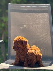 POODLE MINI ΣΚΟΥΡΟ RED BROWN-thumb-2