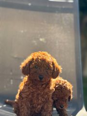 POODLE MINI ΣΚΟΥΡΟ RED BROWN-thumb-3